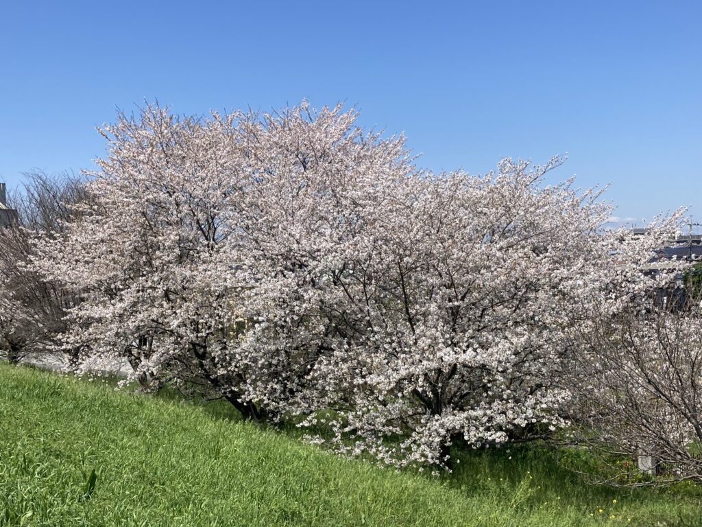 熊谷土手桜画像