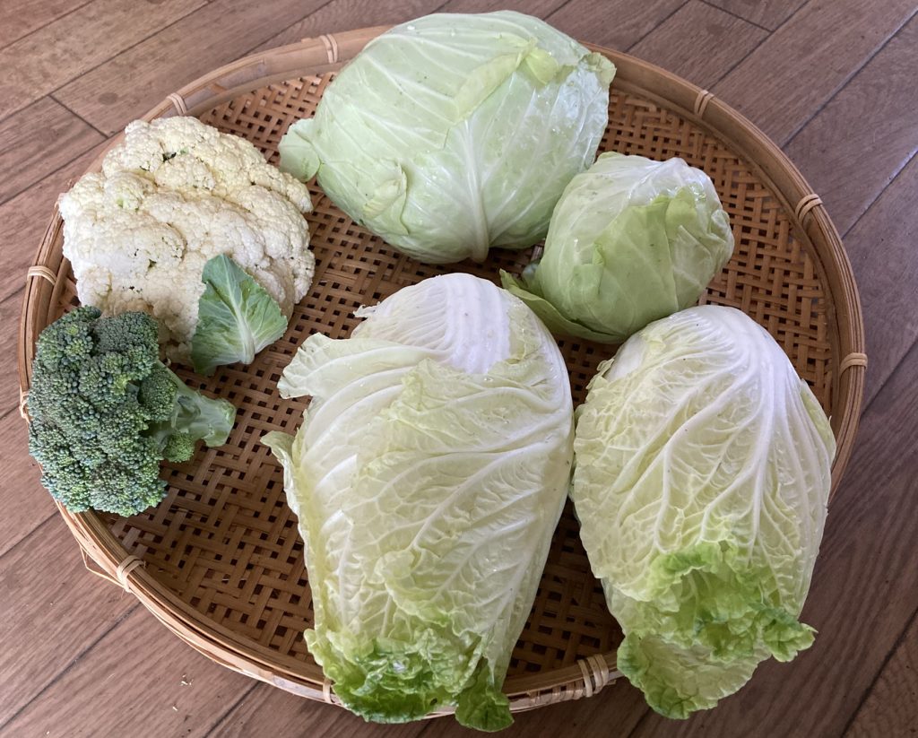 いただいた野菜たち